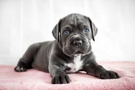 Best Weather to Raise Cane Corso Puppies